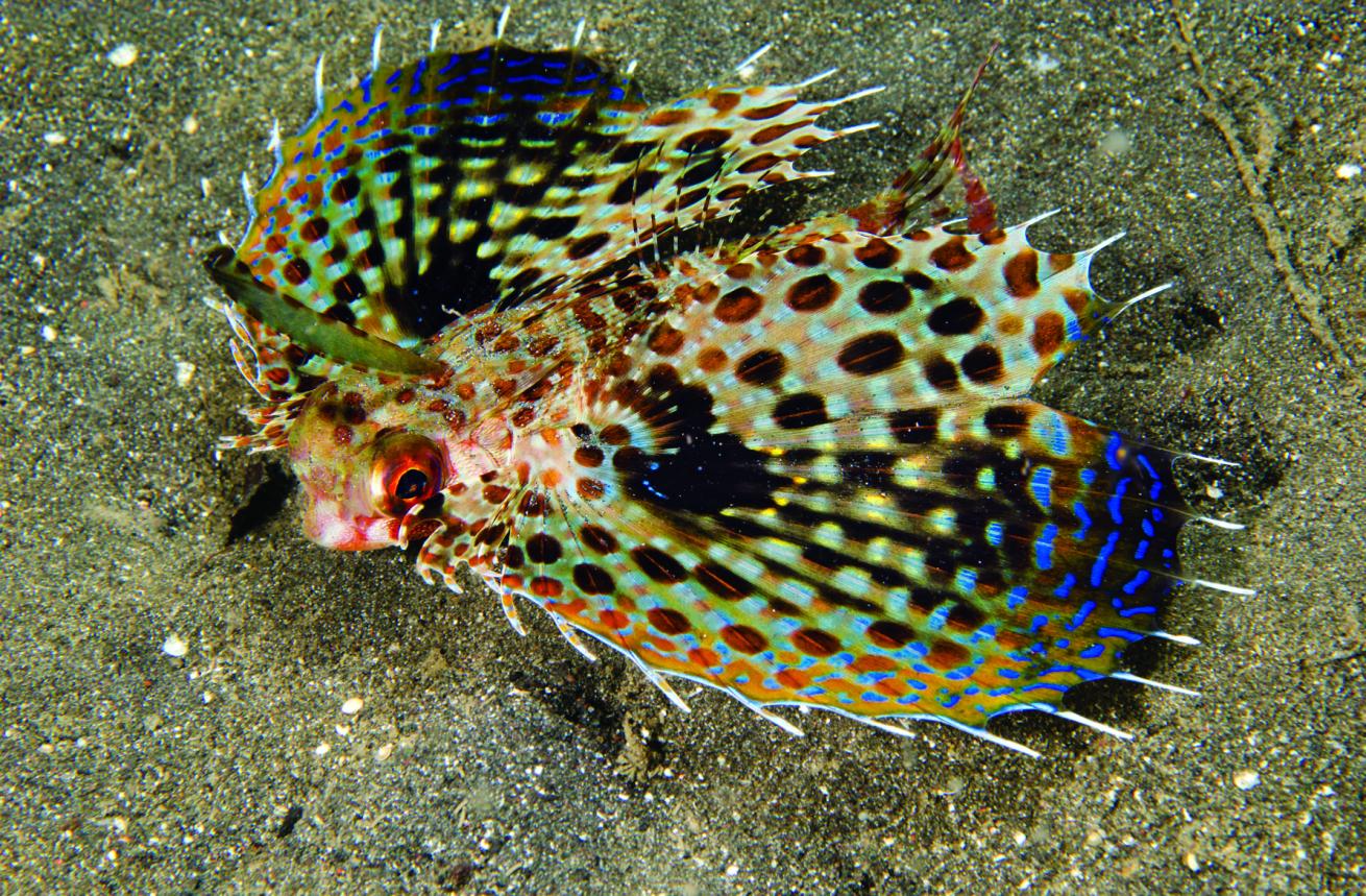 Helmet Gurnard