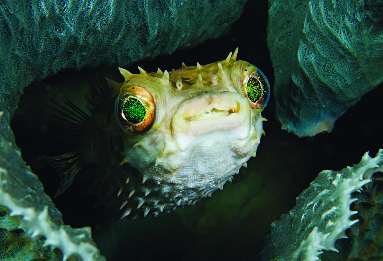 Orbicular Burrfish