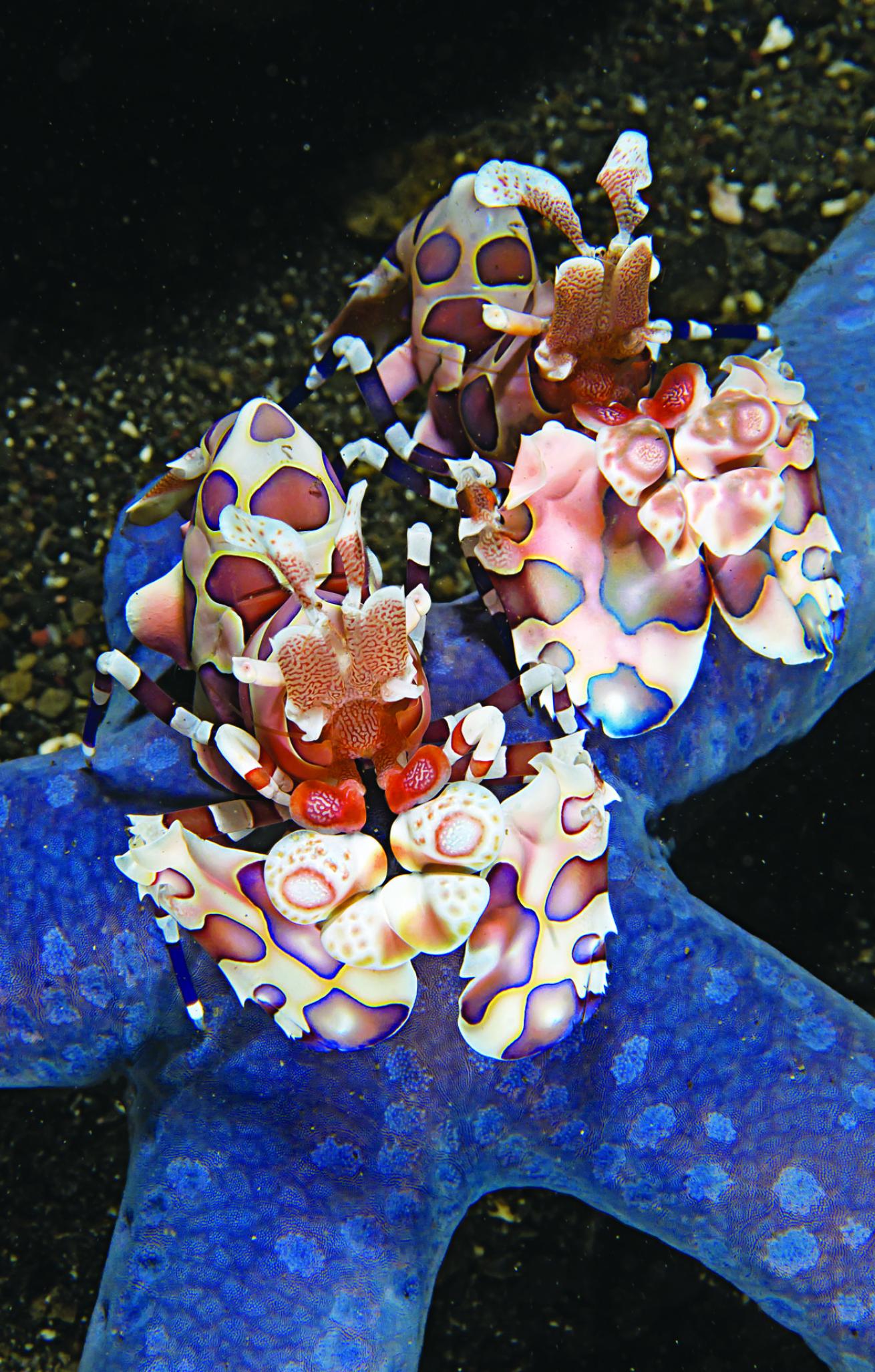 Harlequin Shrimp