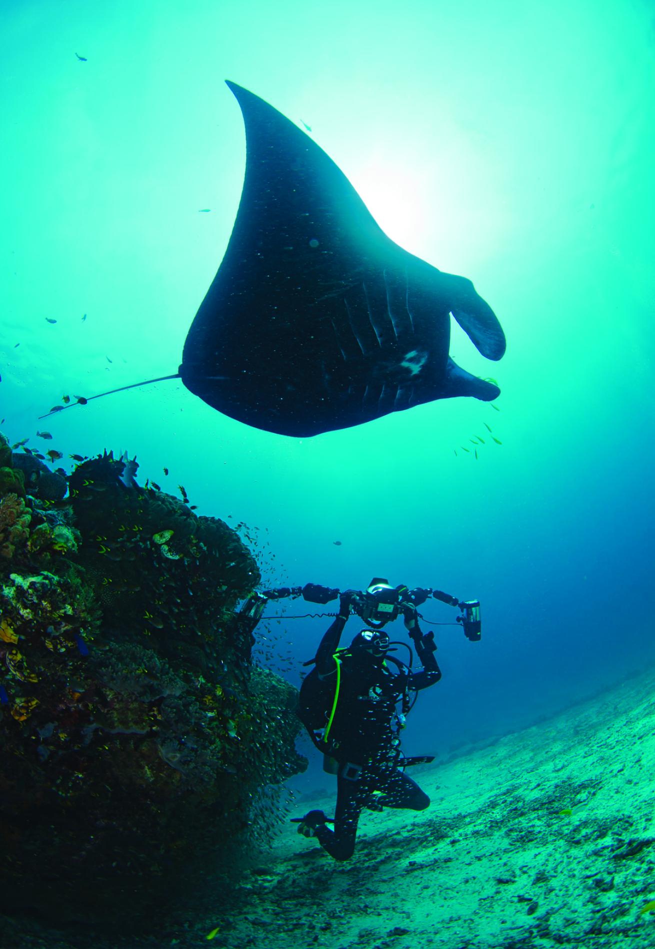 Manta Sandy