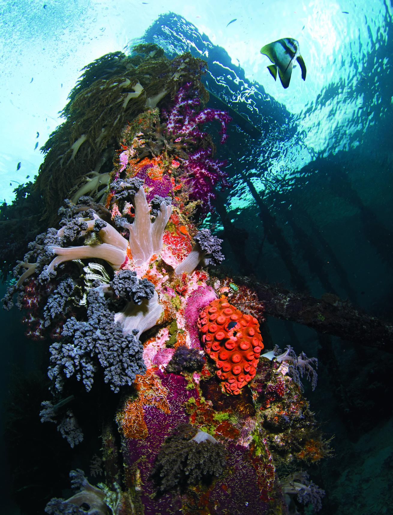 soft corals of Raja Ampat's Arborek Jetty