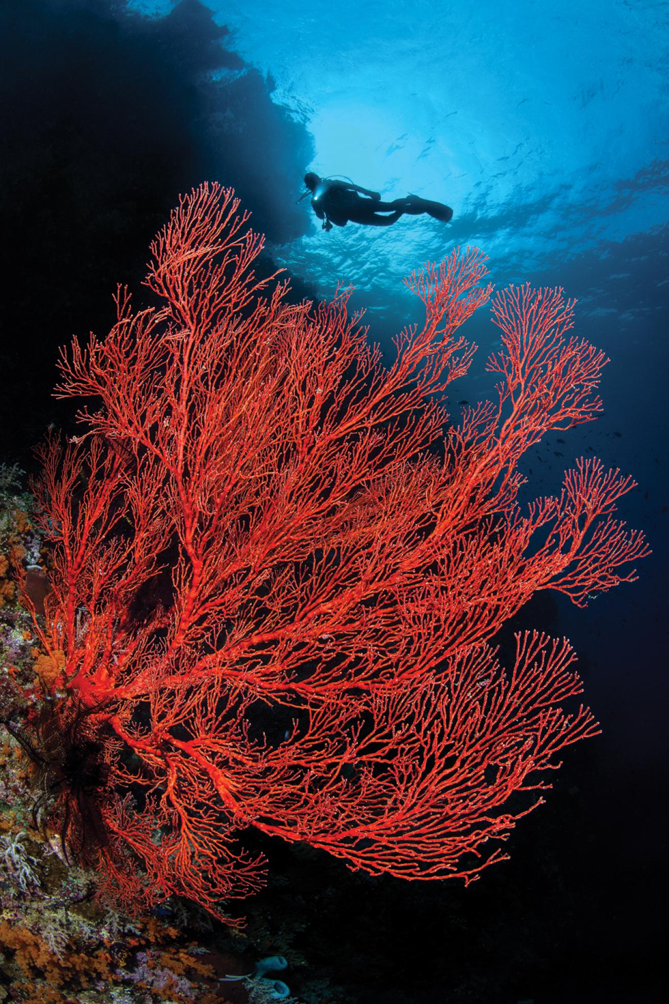 Red Sea Fan and Friend