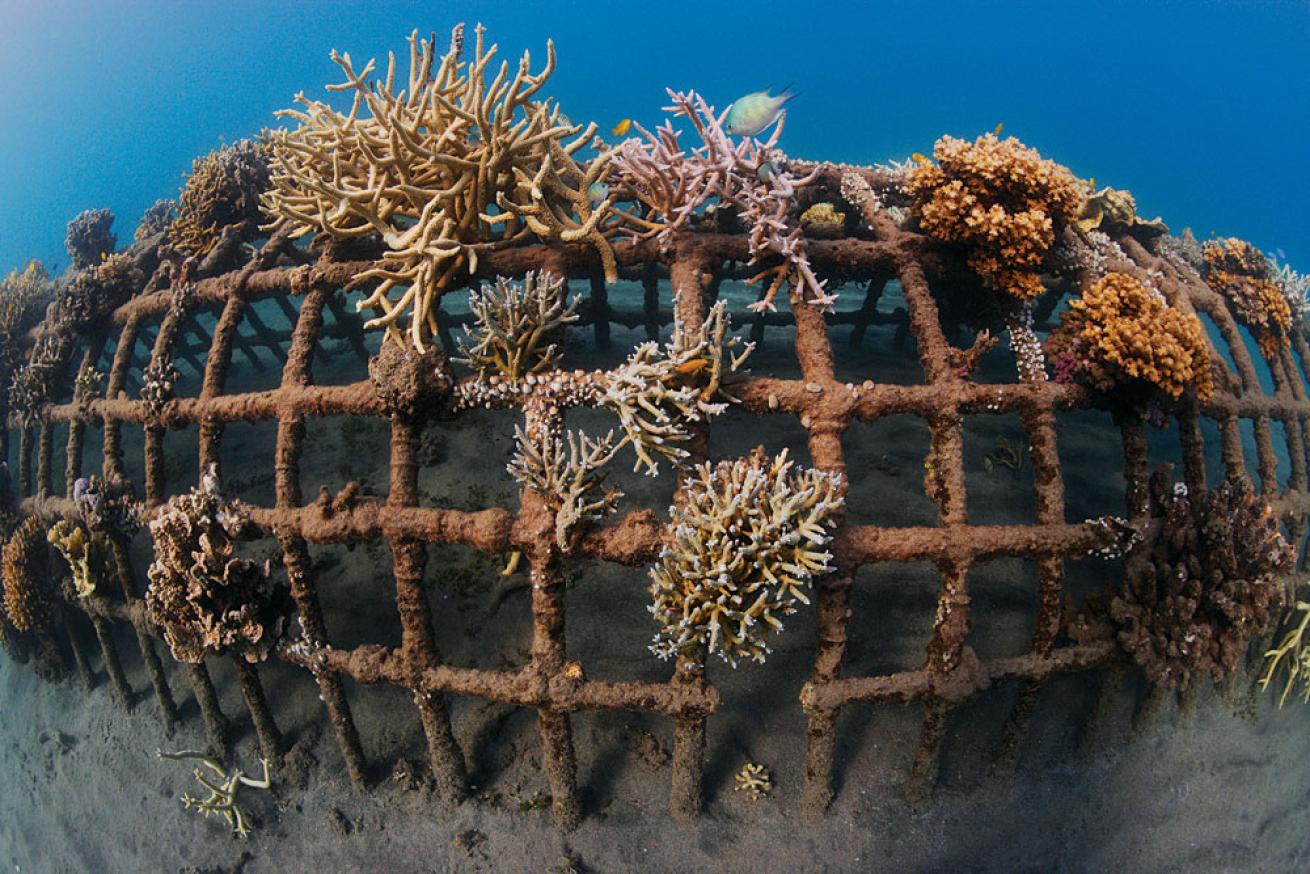 Bali coral nursery
