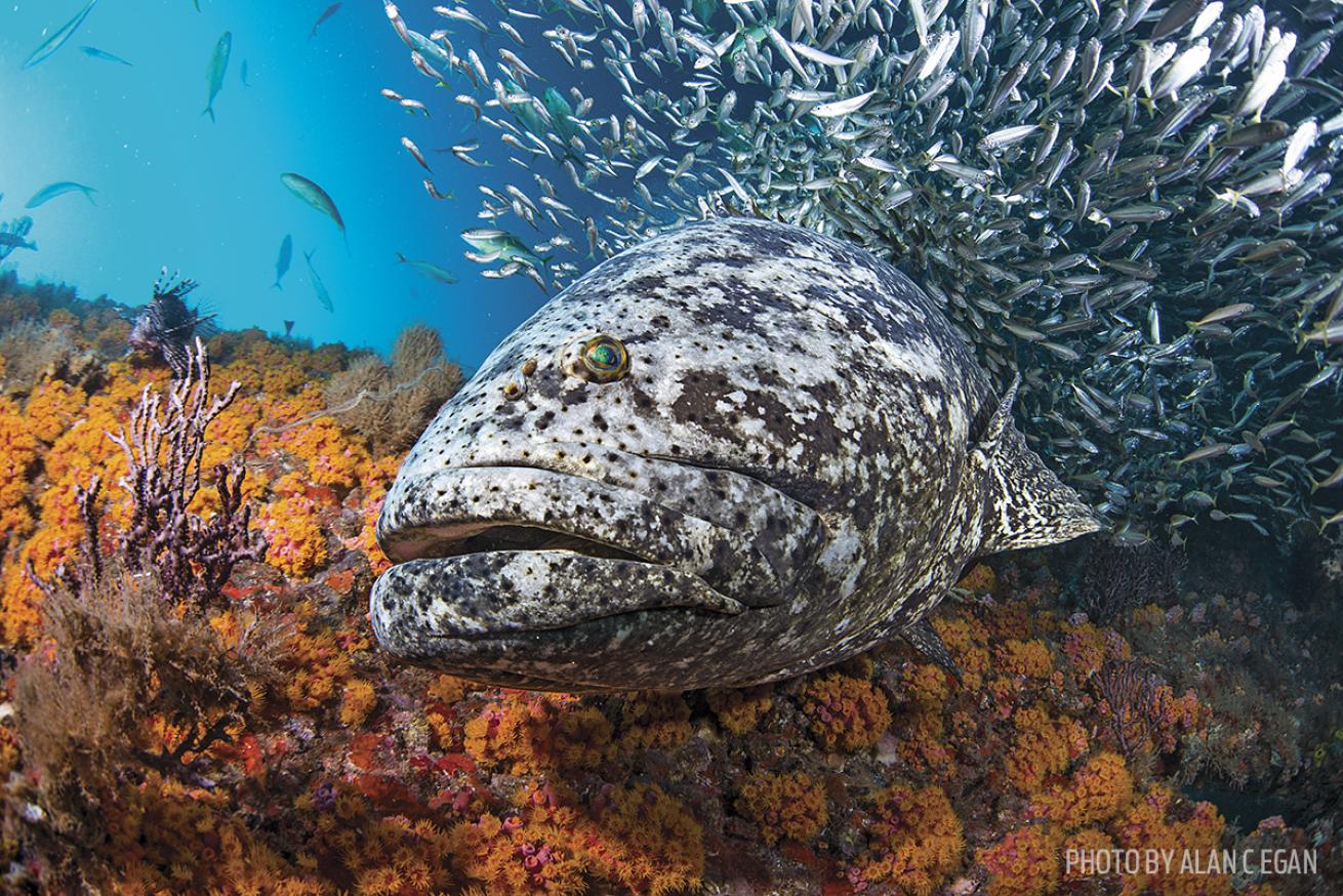 underwater photography florida