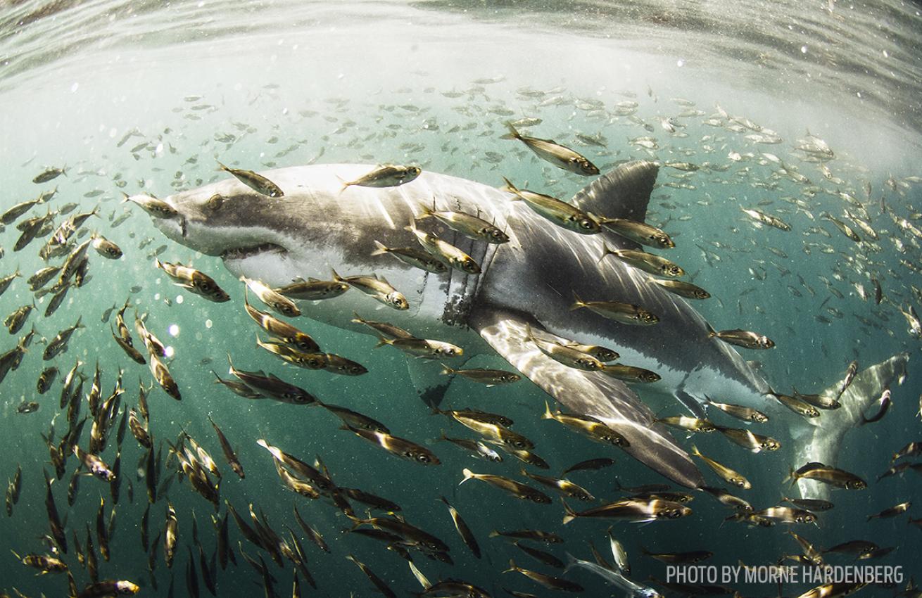 great white scuba diving south africa