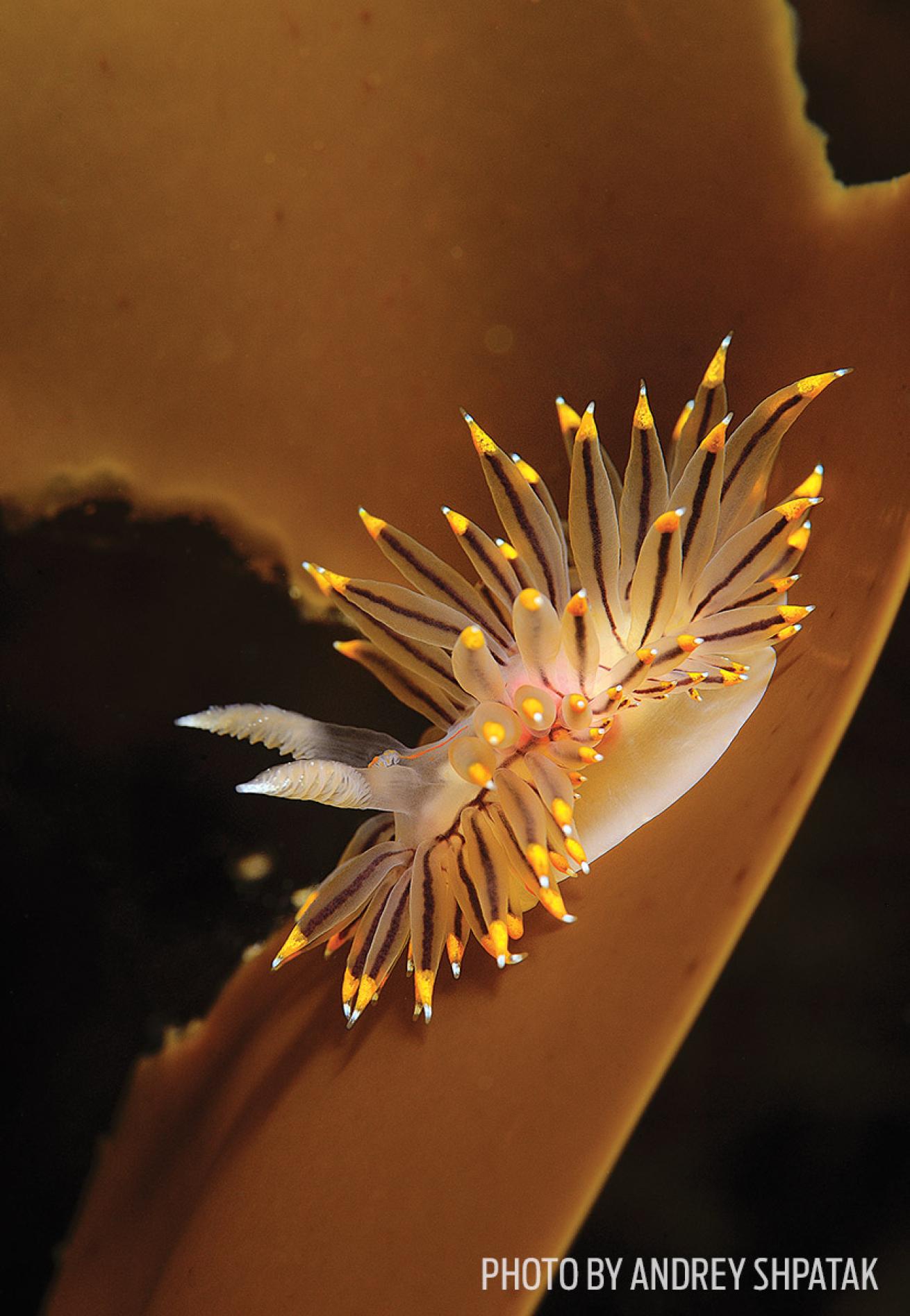 japan underwater photography