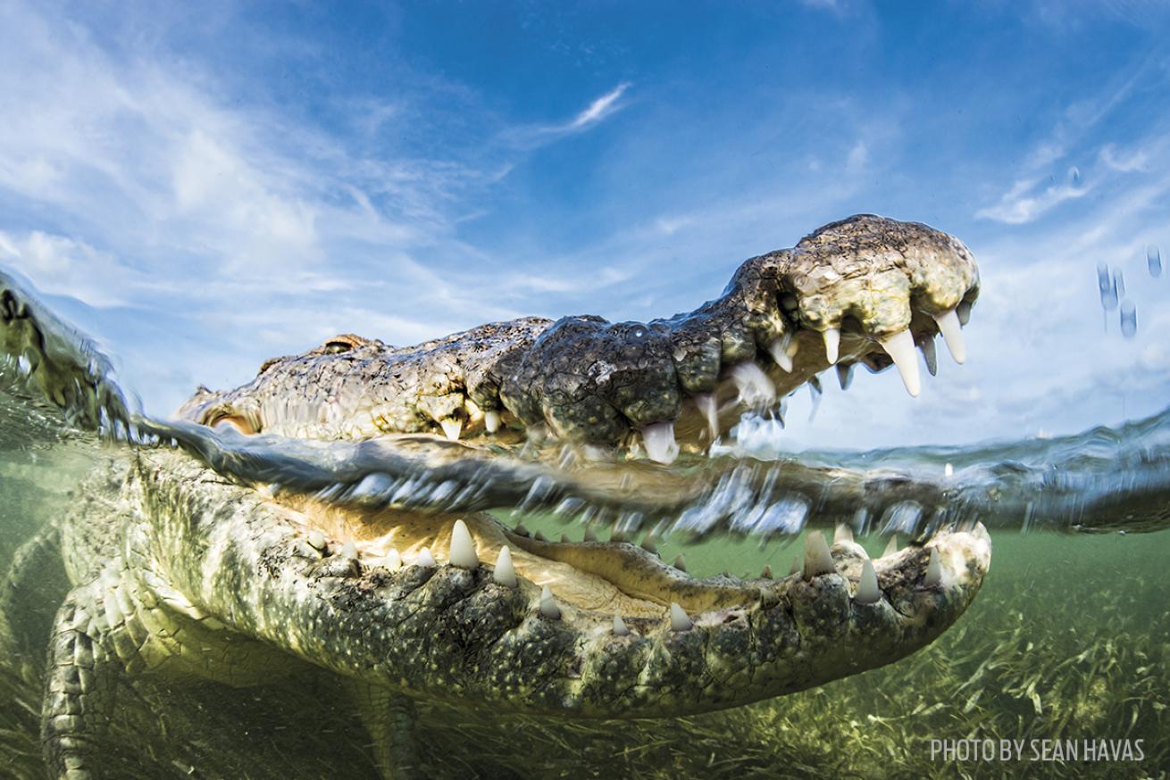 crocodile mexico underwater photography