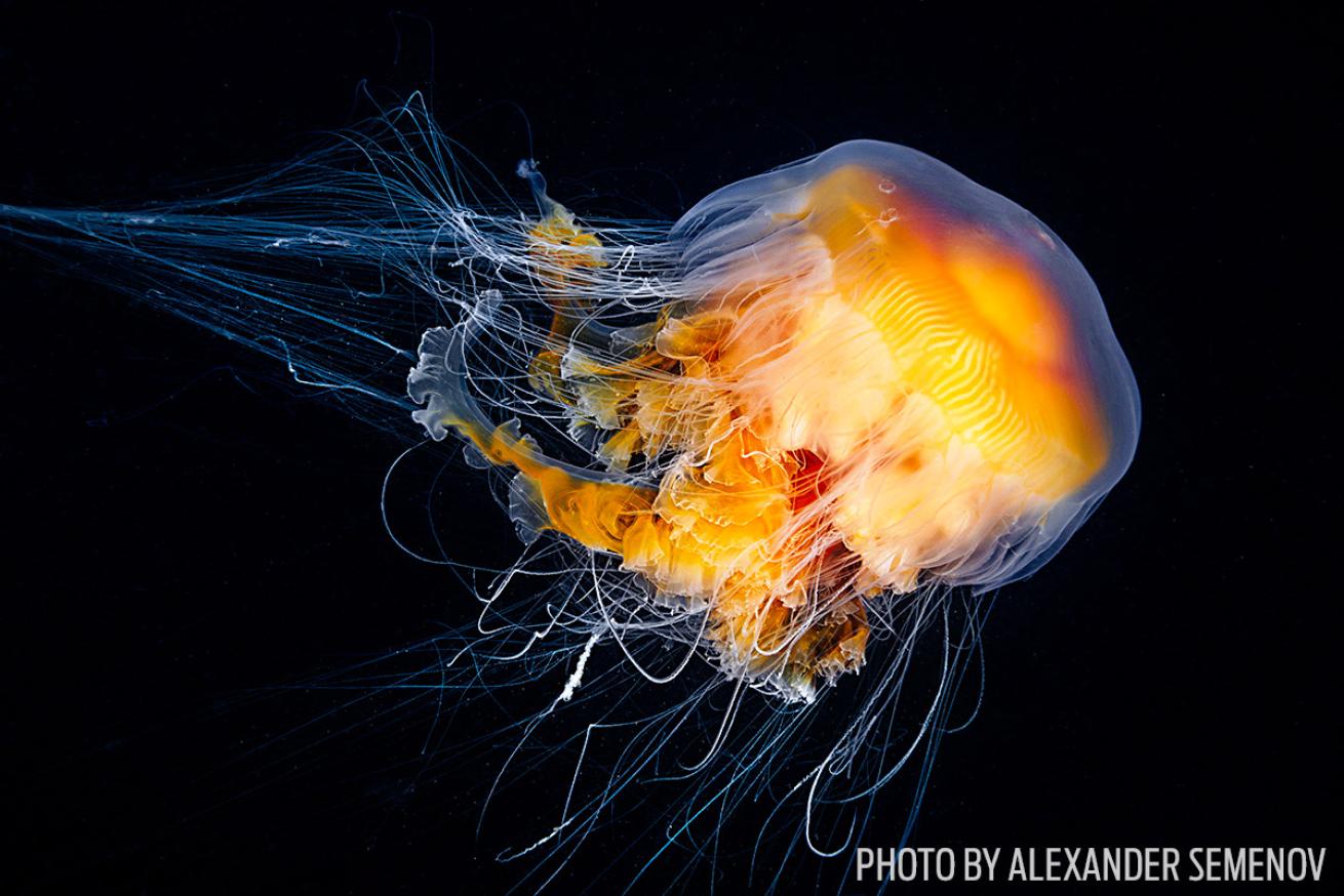 jellyfish underwater photography