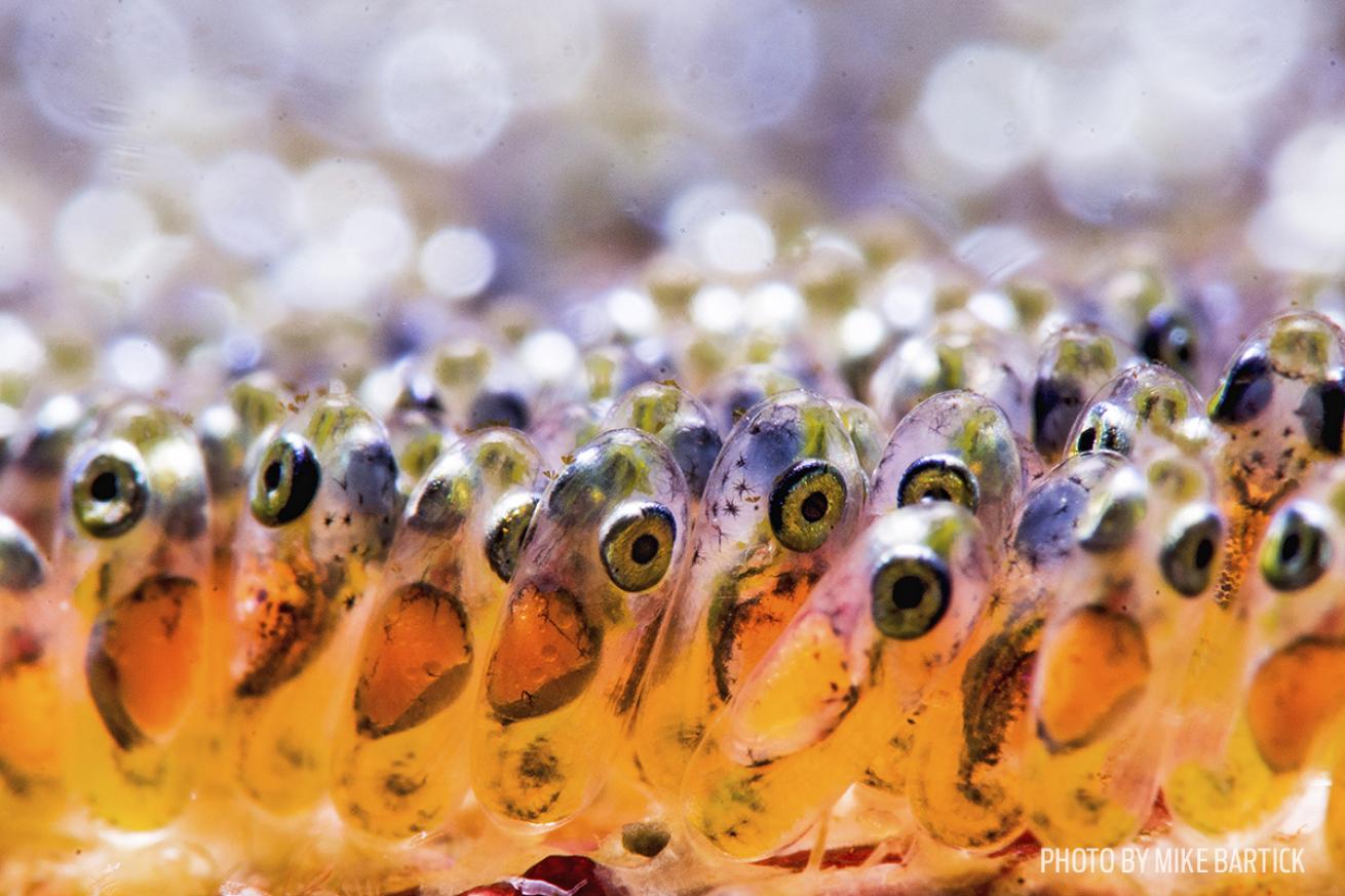 philippines underwater photography