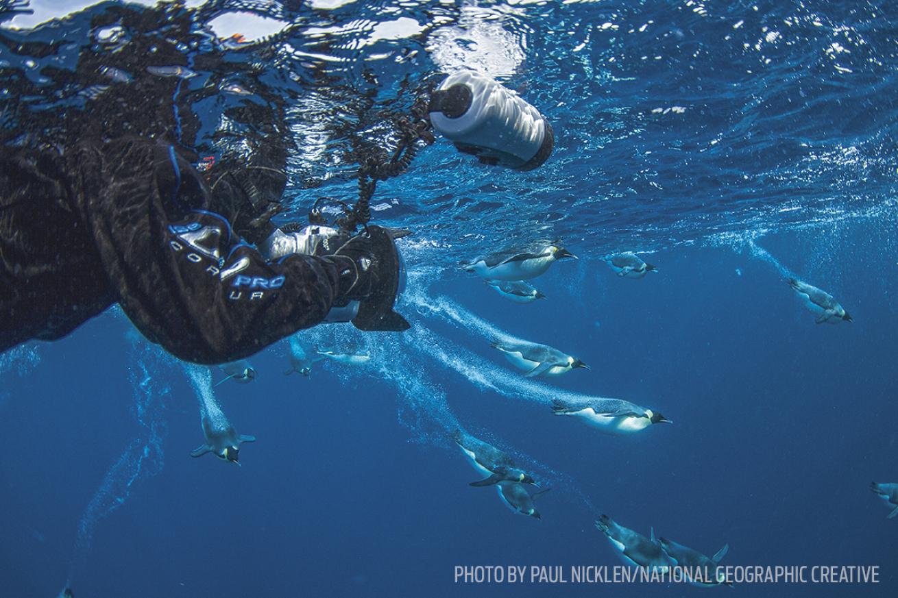 antarctica scuba diving underwater photography