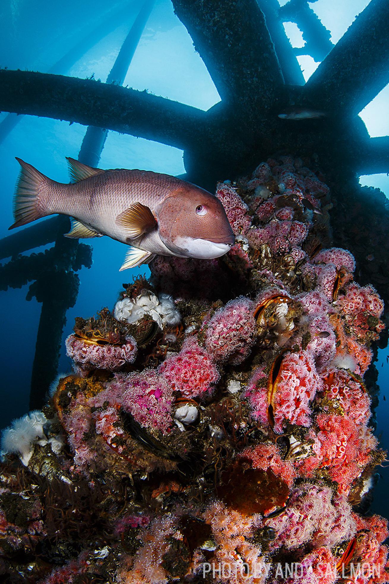 diving the eureka oil rig