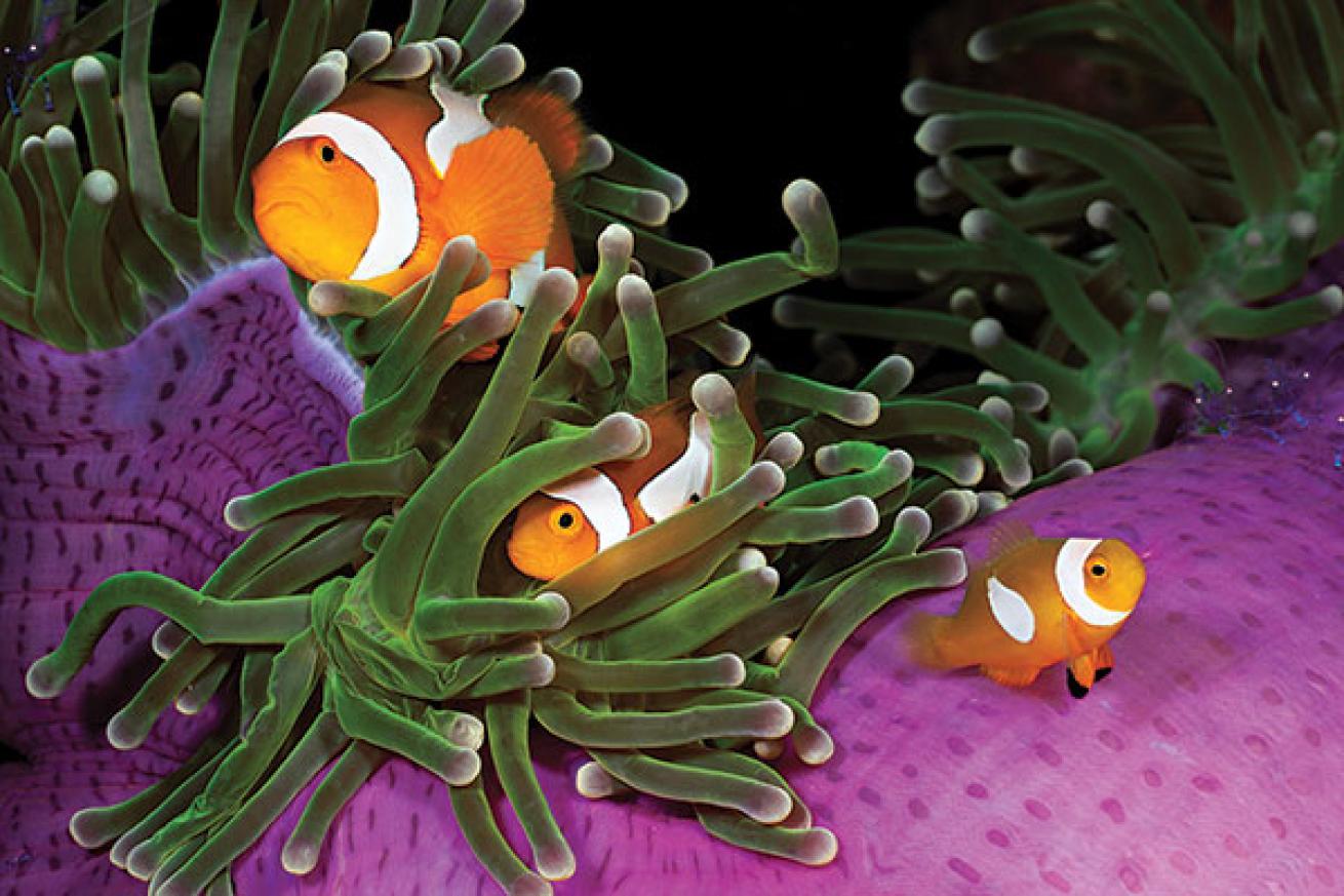 clownfish fun facts