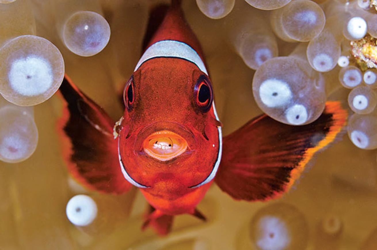 clownfish behavior isopod