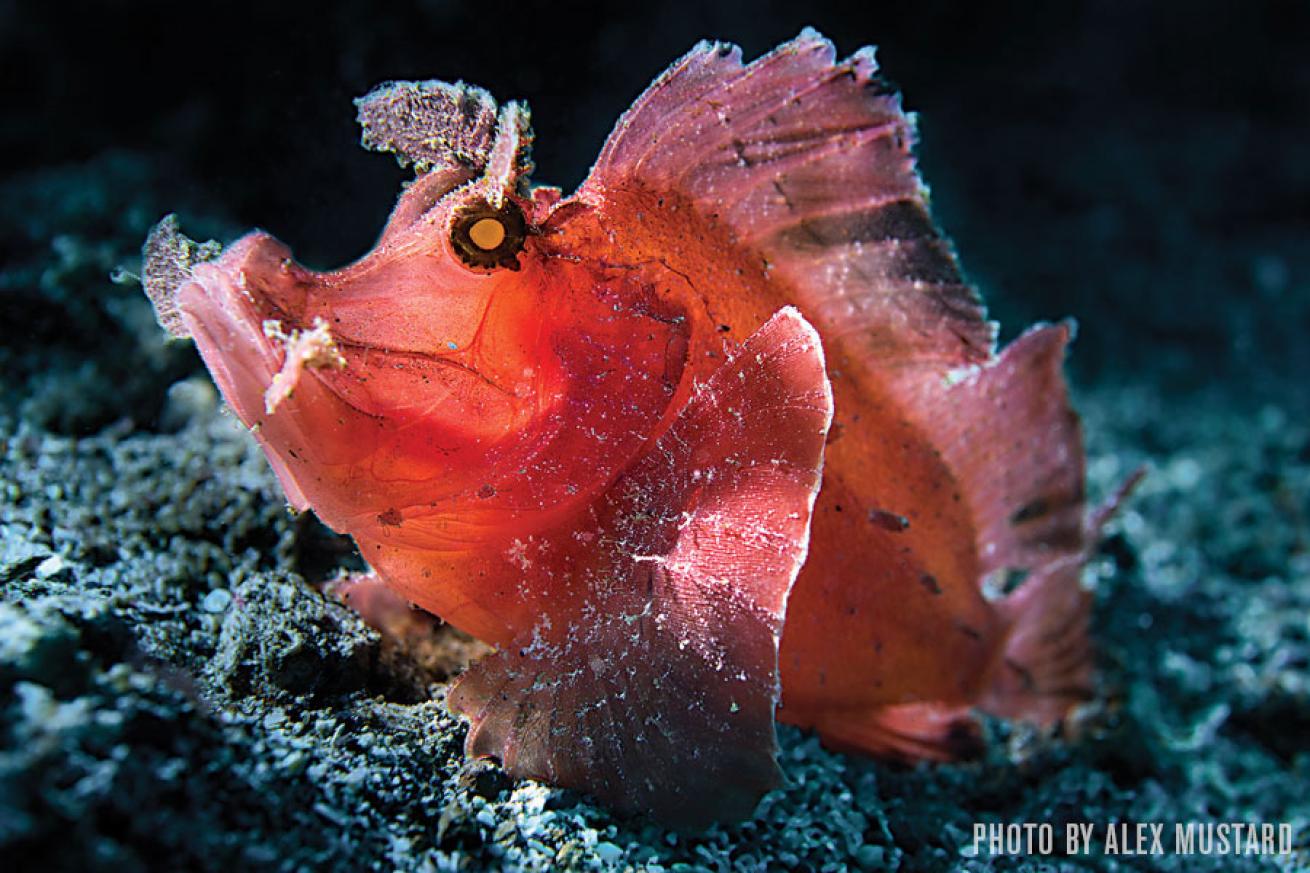 macro photography indonesia