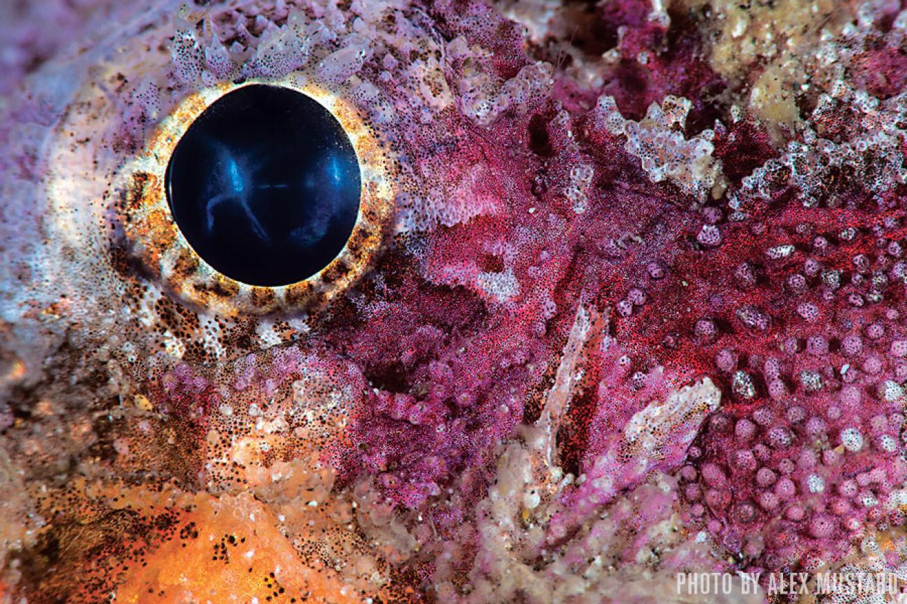 Painted Stingfish