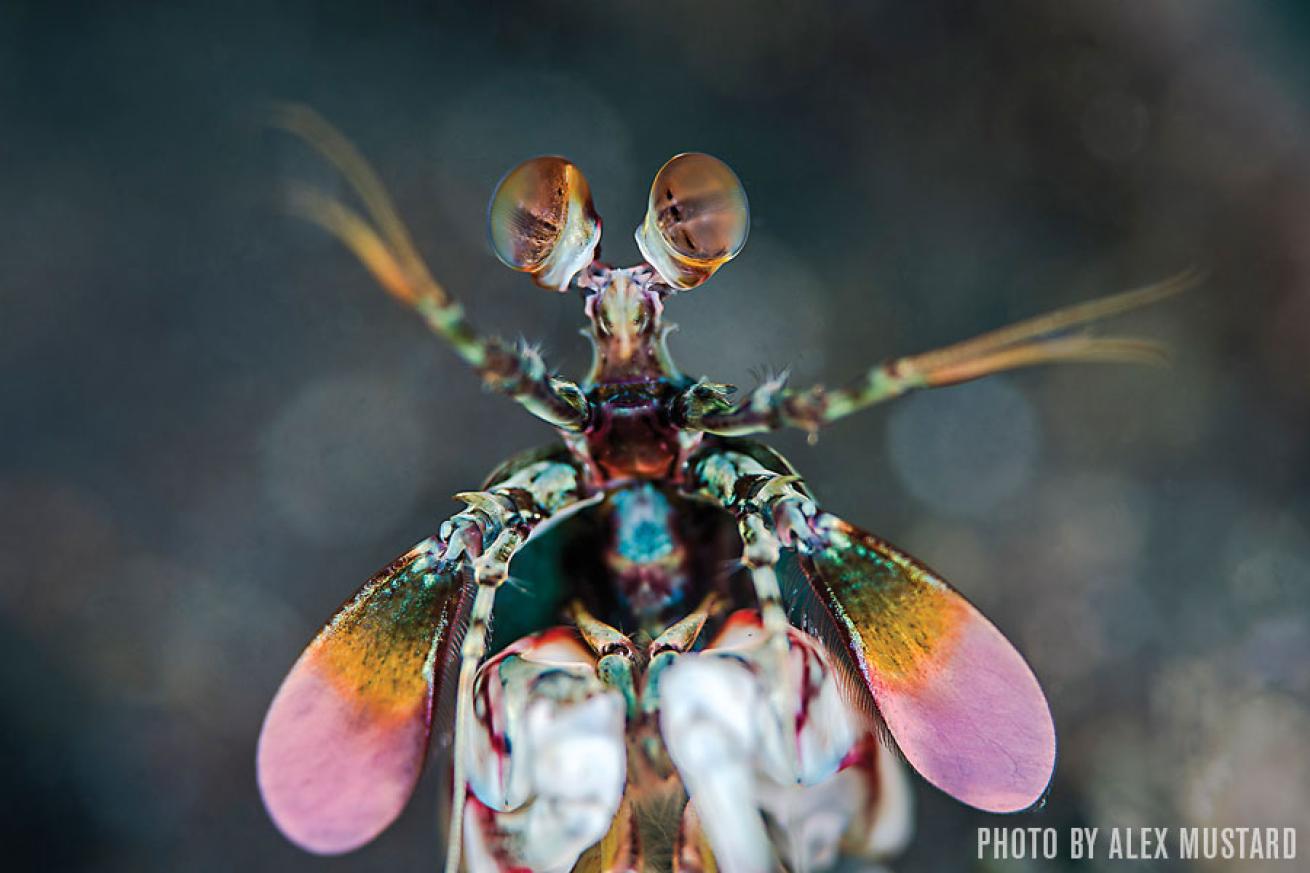 Mantis Shrimp