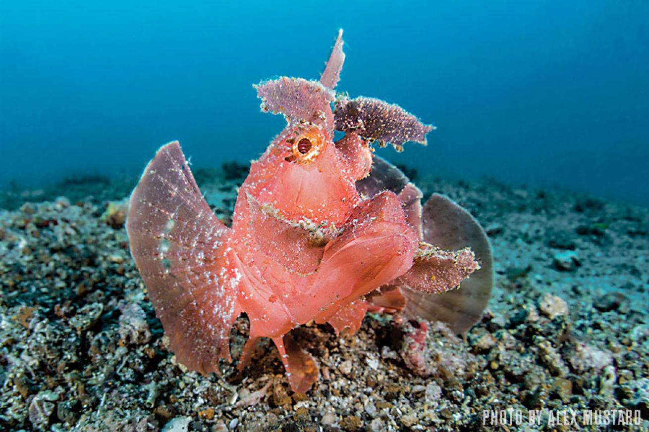 Pink Rhinopia