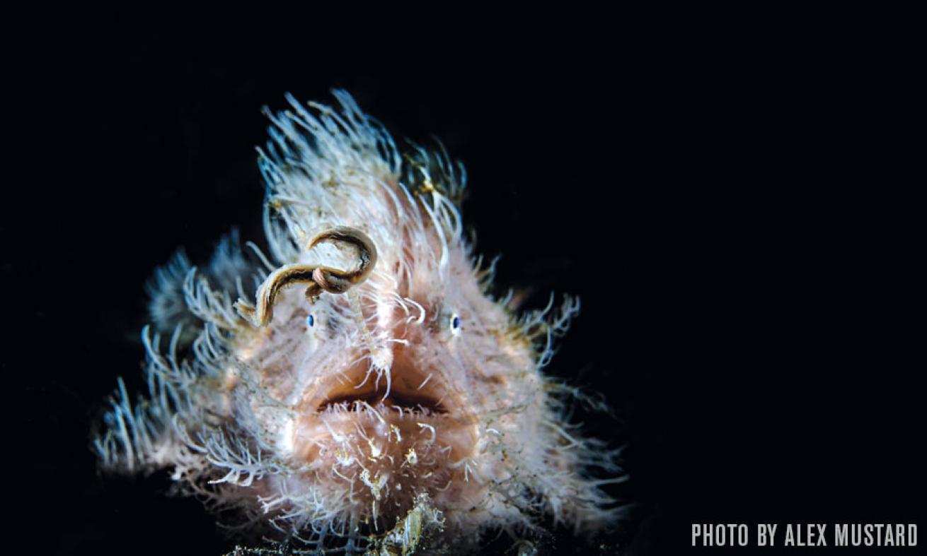 Hairy Frogfish