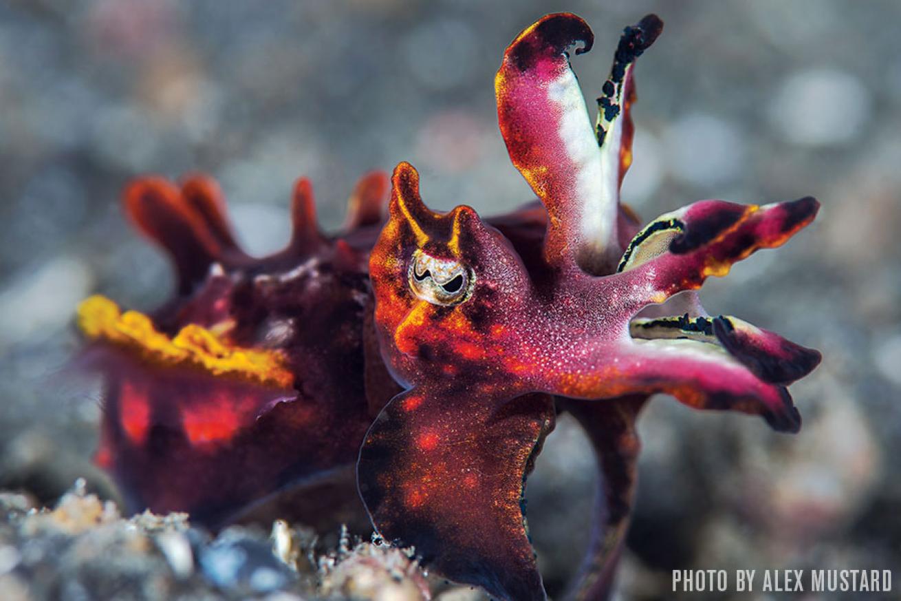 Flamboyant Cuttlefish