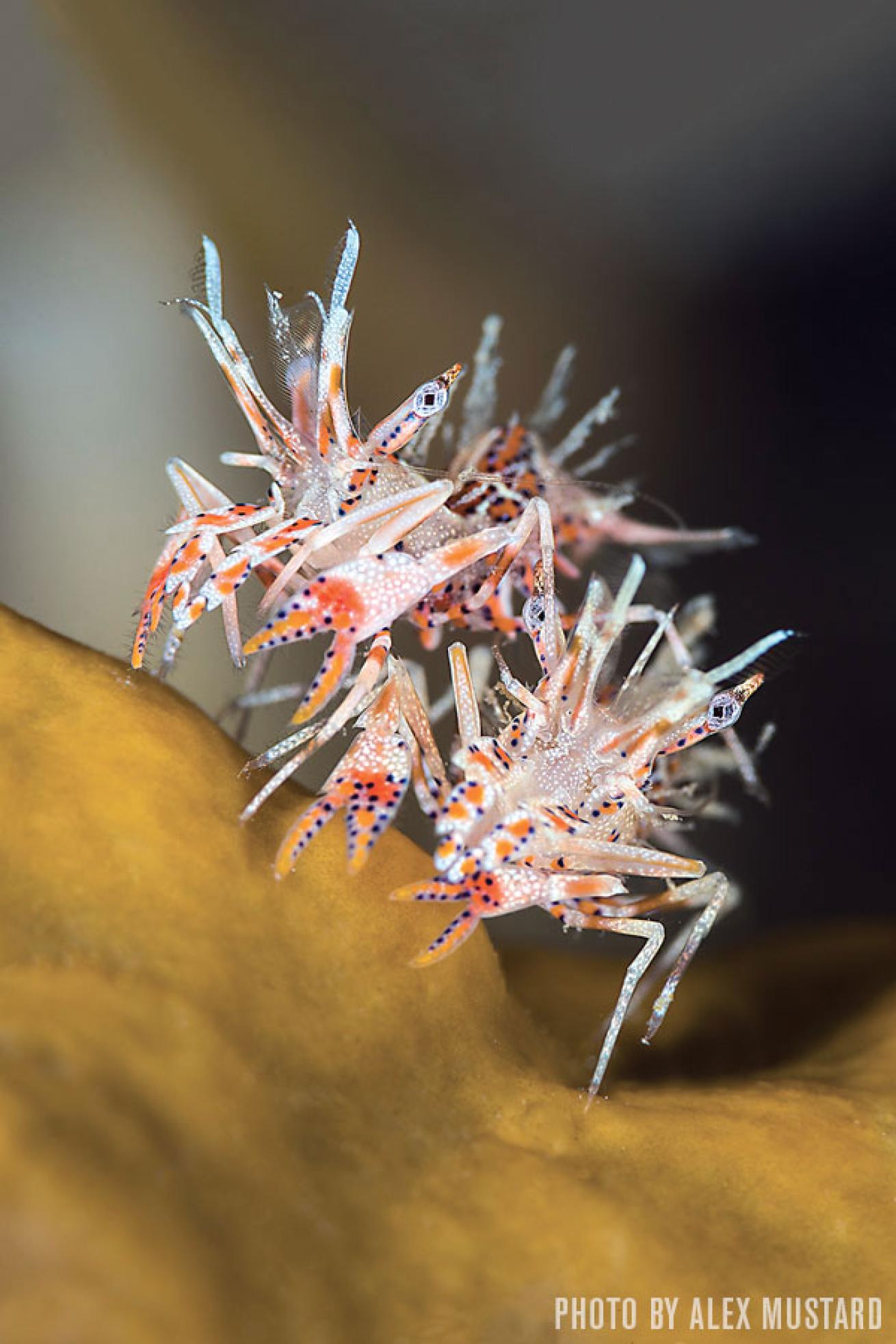Tiger Shrimp