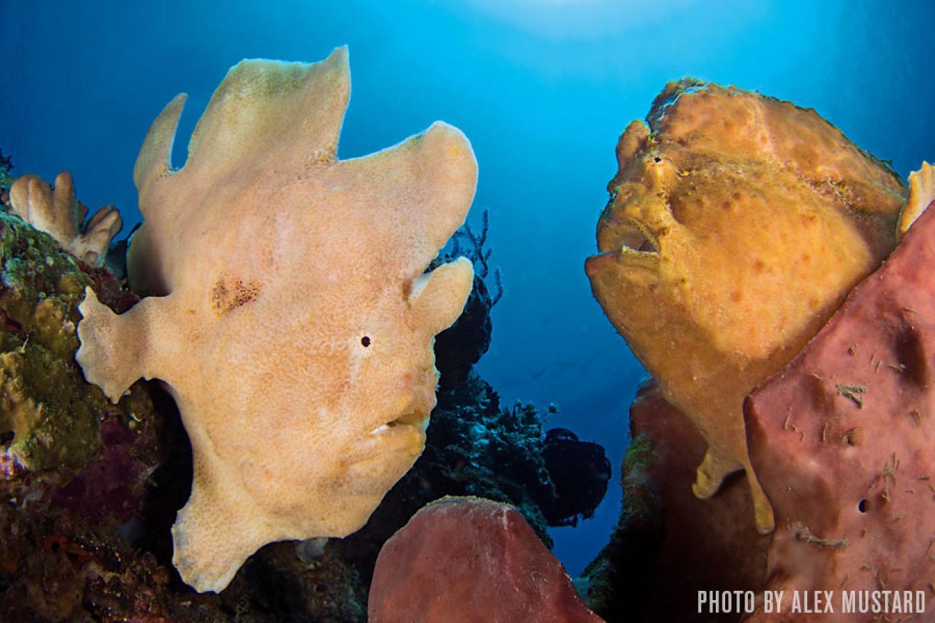 giant frogfish indonesia
