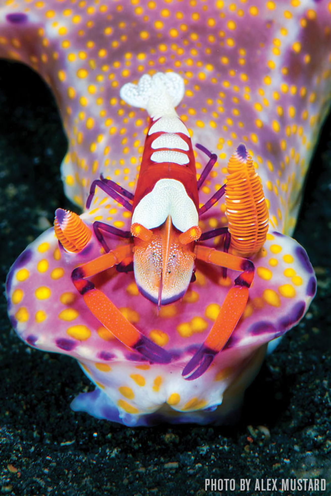 Emperor Shrimp with Nudibranch