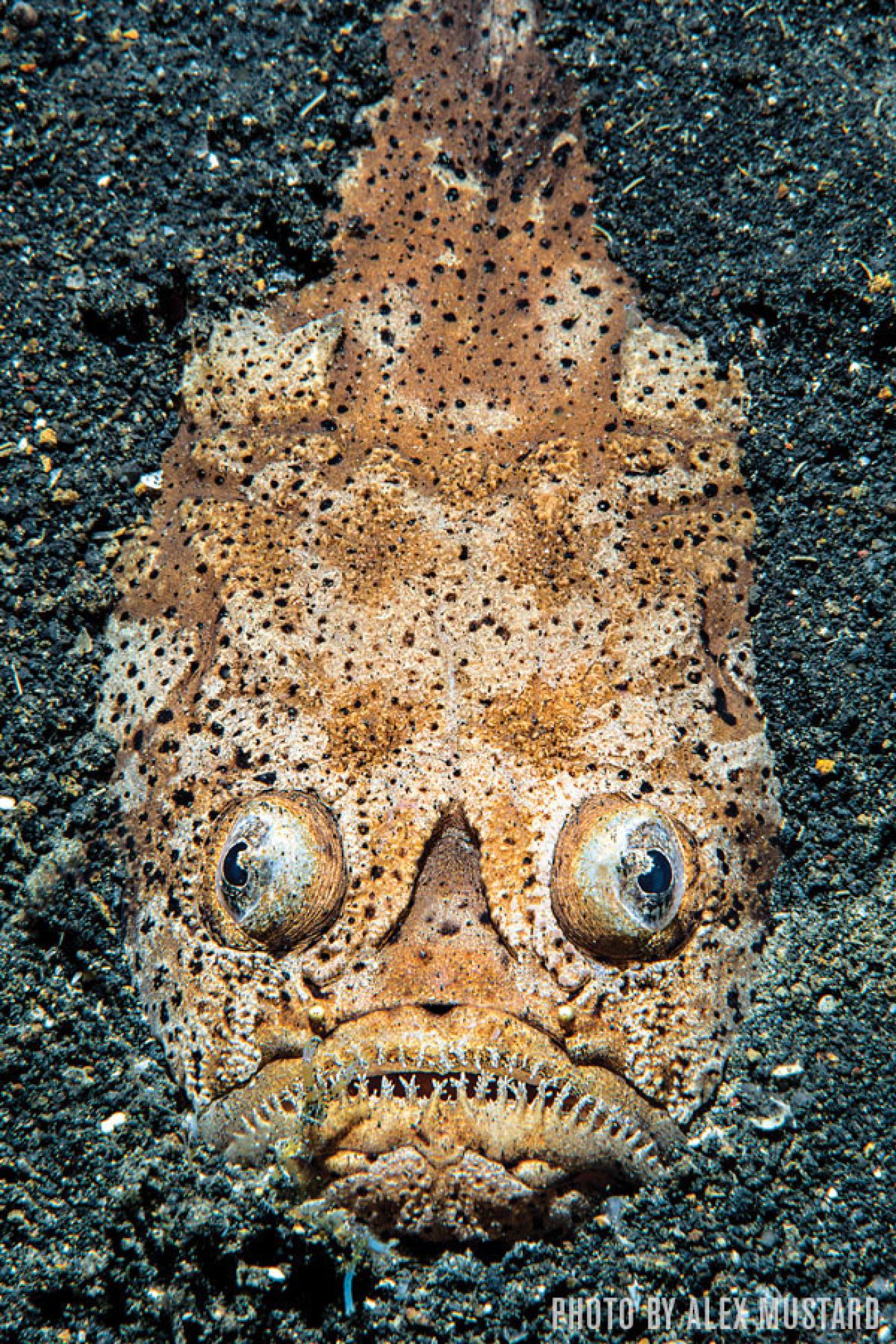 stargazer fish