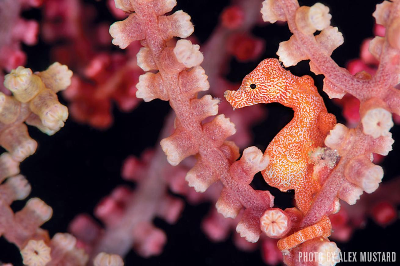 Denise's pygmy seahorse