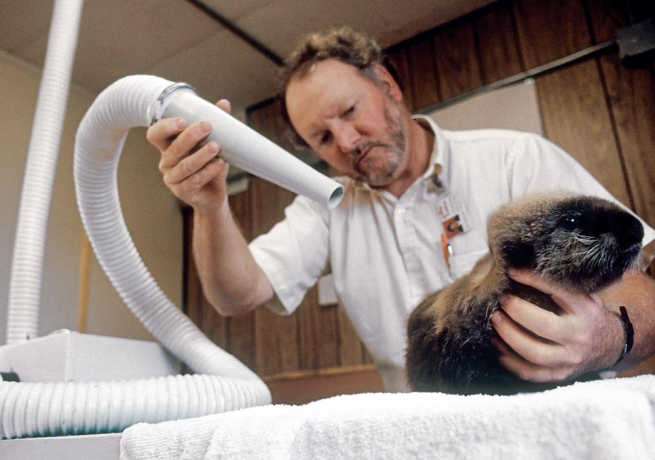 Sea otter cleaning facts
