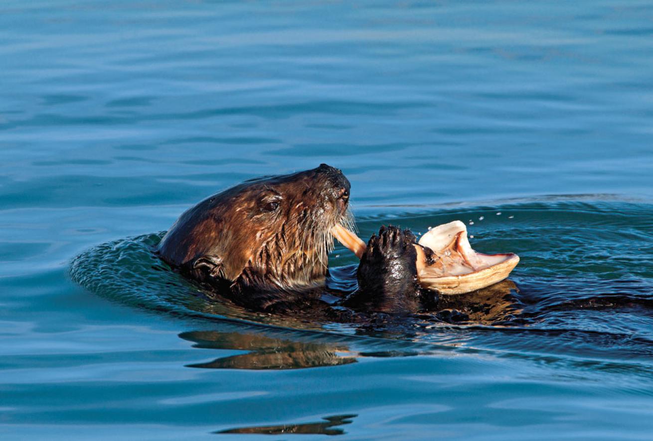 Sea Otter in water eating photo
