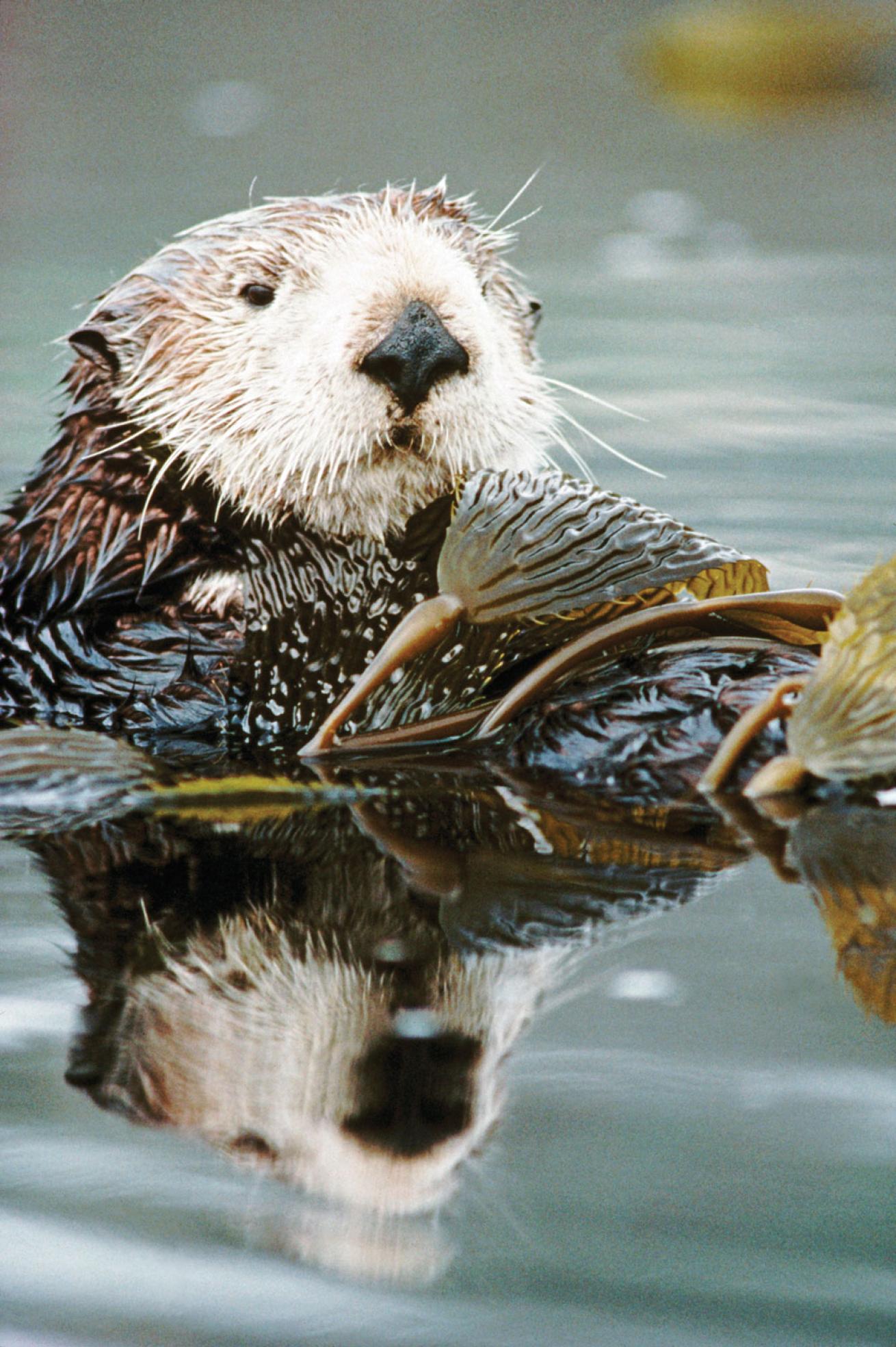Sea otter cute kelp water