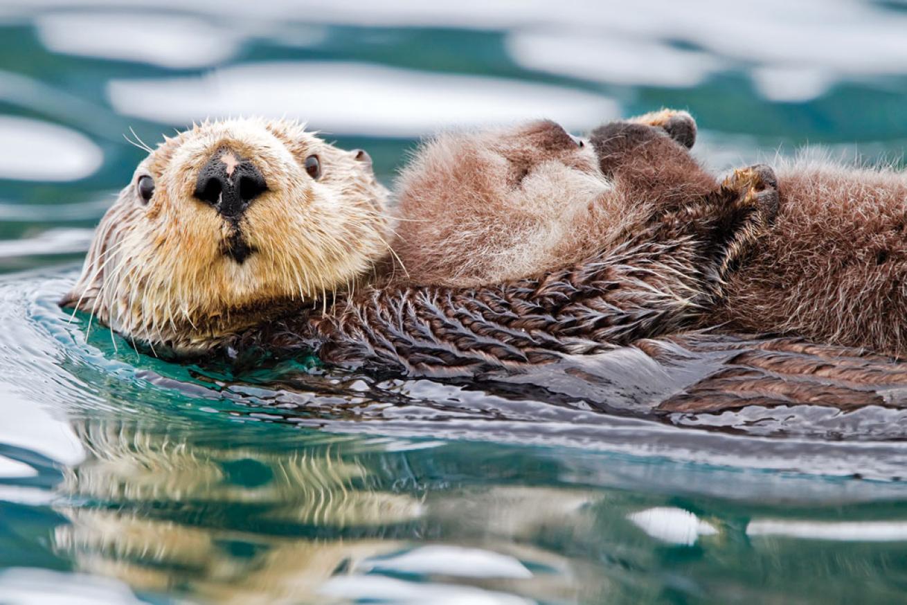 Sea otters floating in rafts