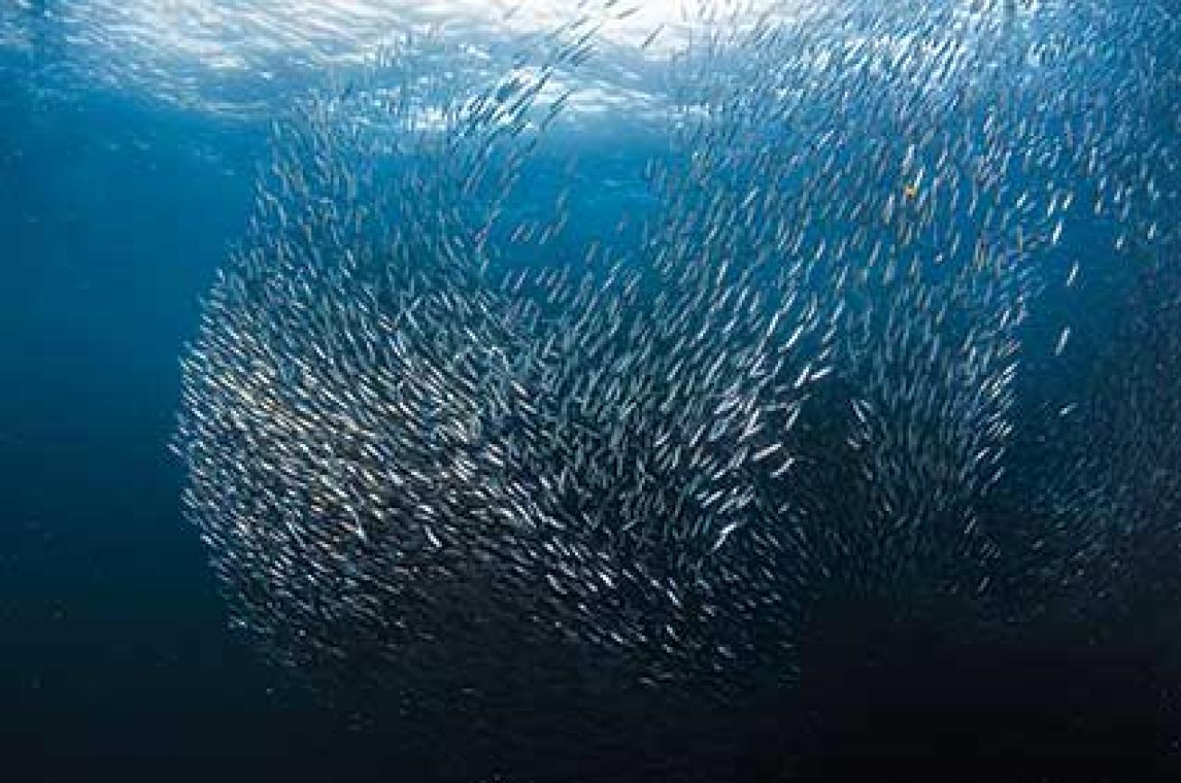 sardine shoal
