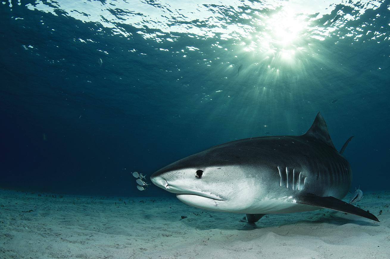 tiger shark