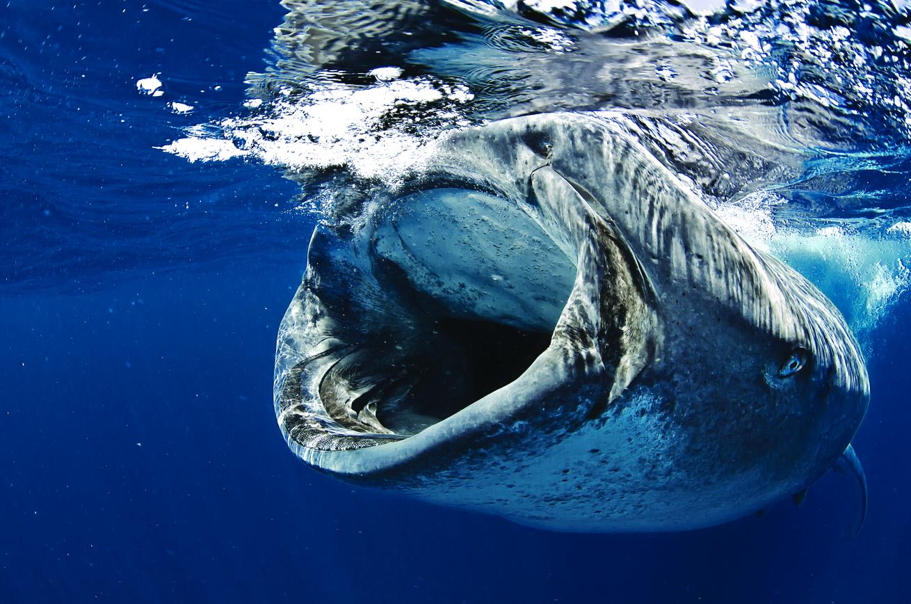 whale shark