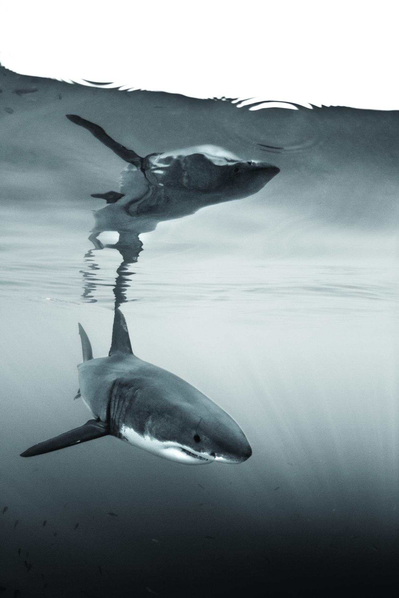 shark
