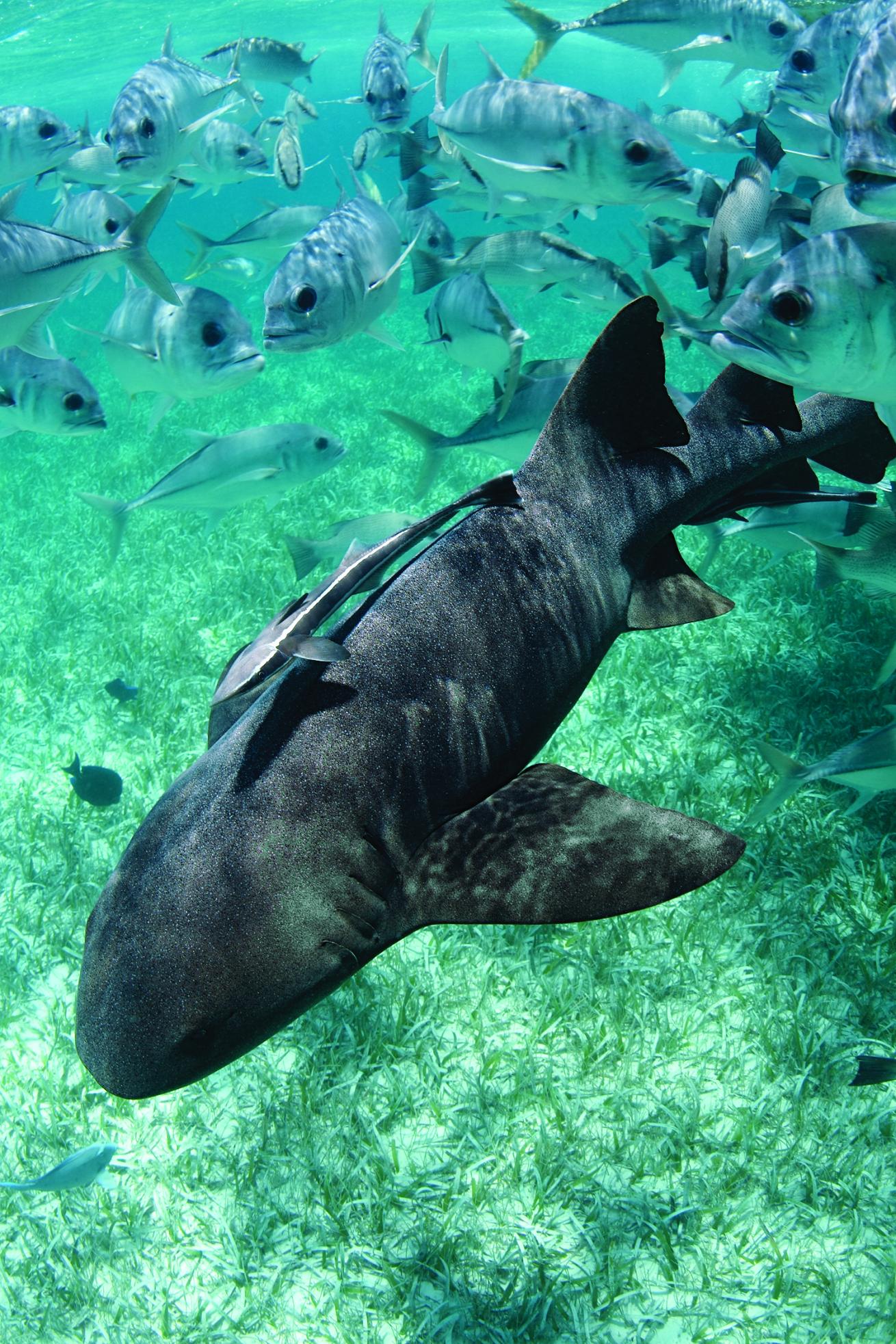 nurse shark