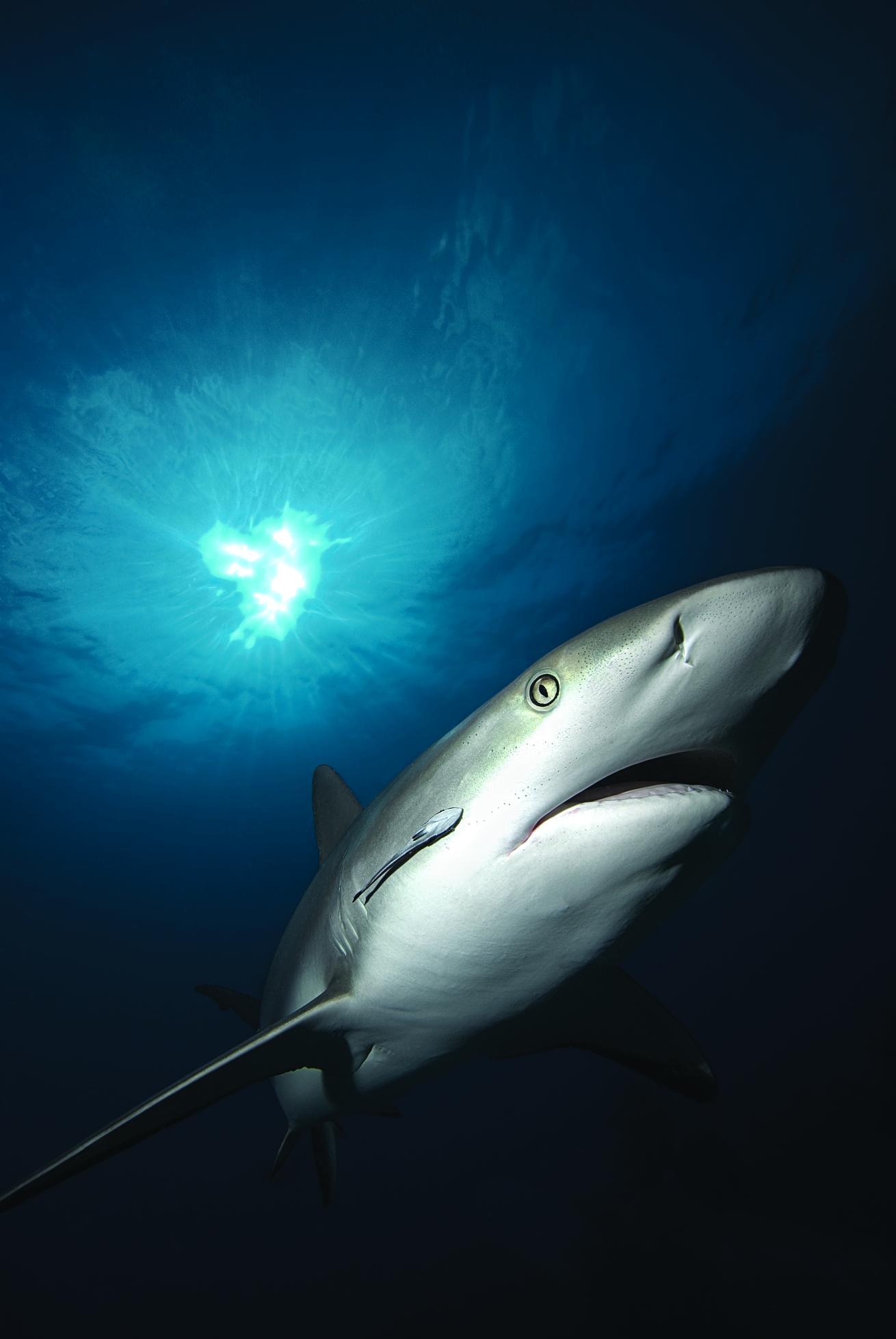Caribbean reef shark