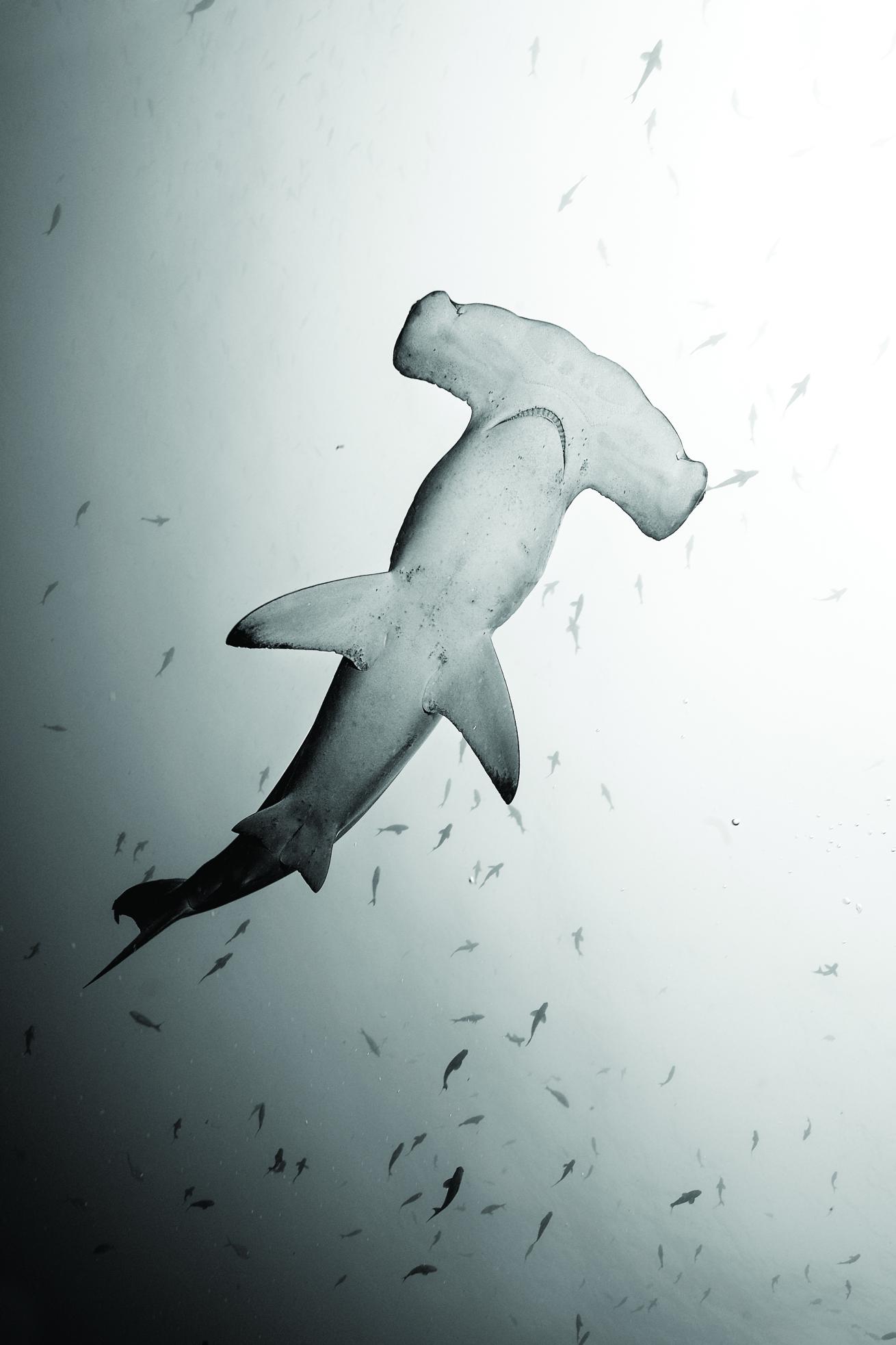 hammerhead shark