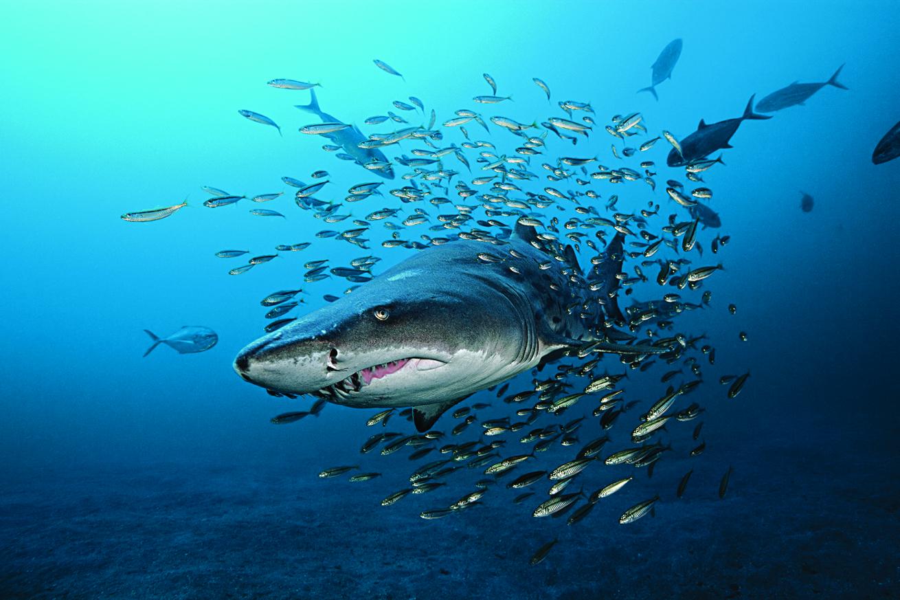 sand tiger shark