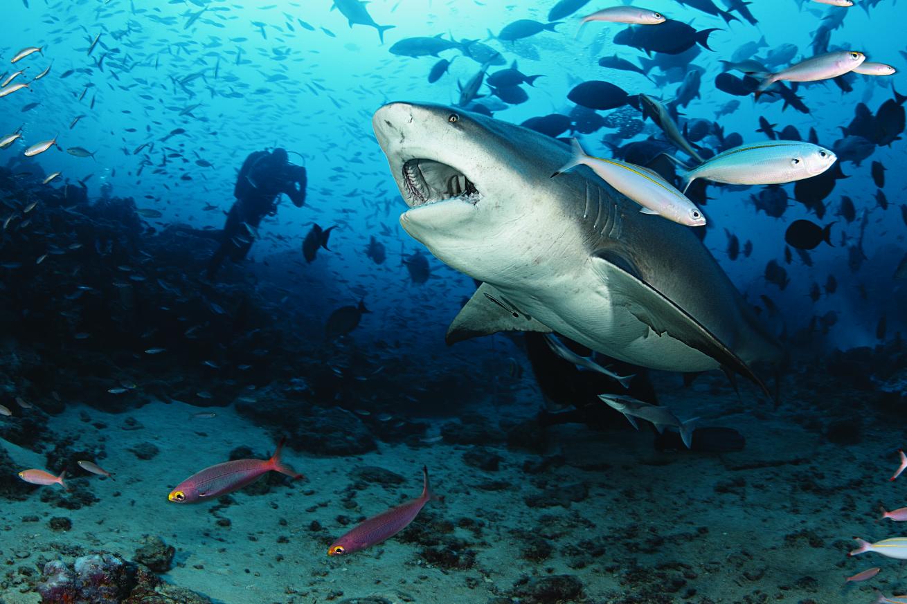 bull shark