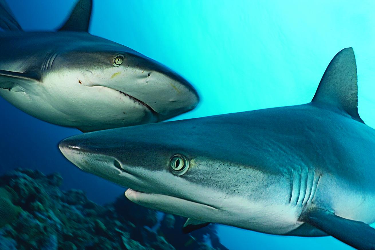 gray reef sharks