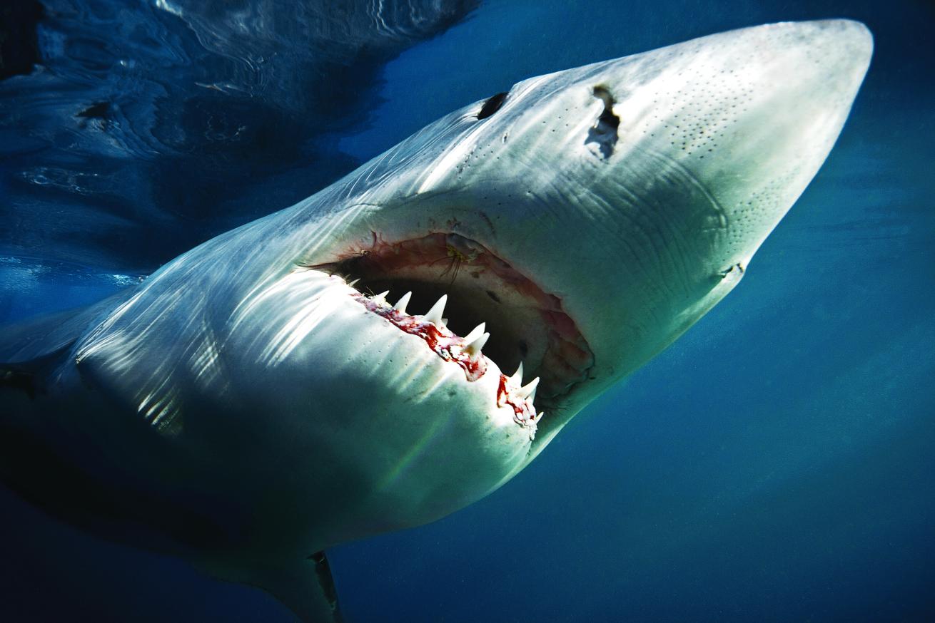 great white shark