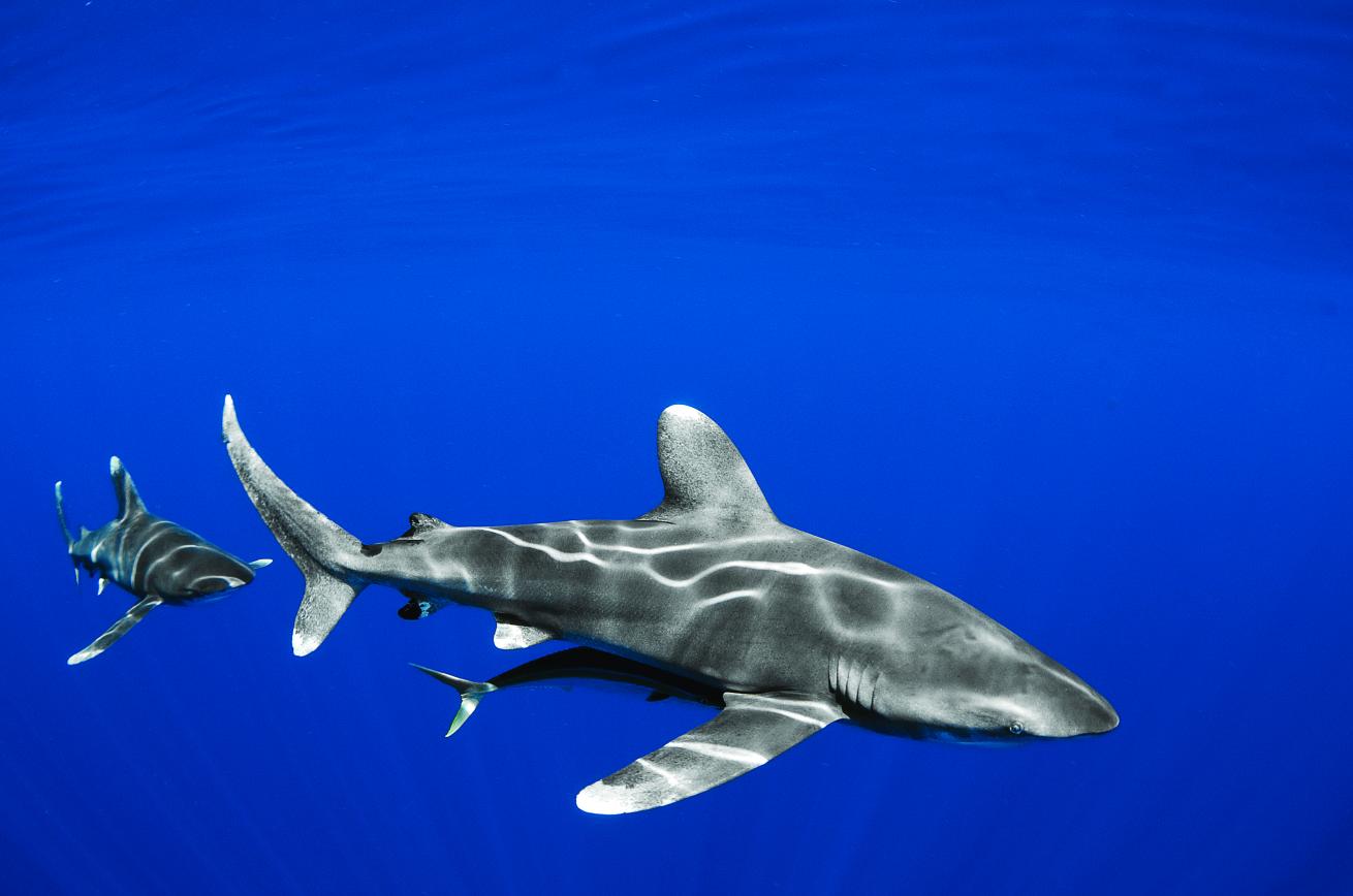 oceanic whitetip shark