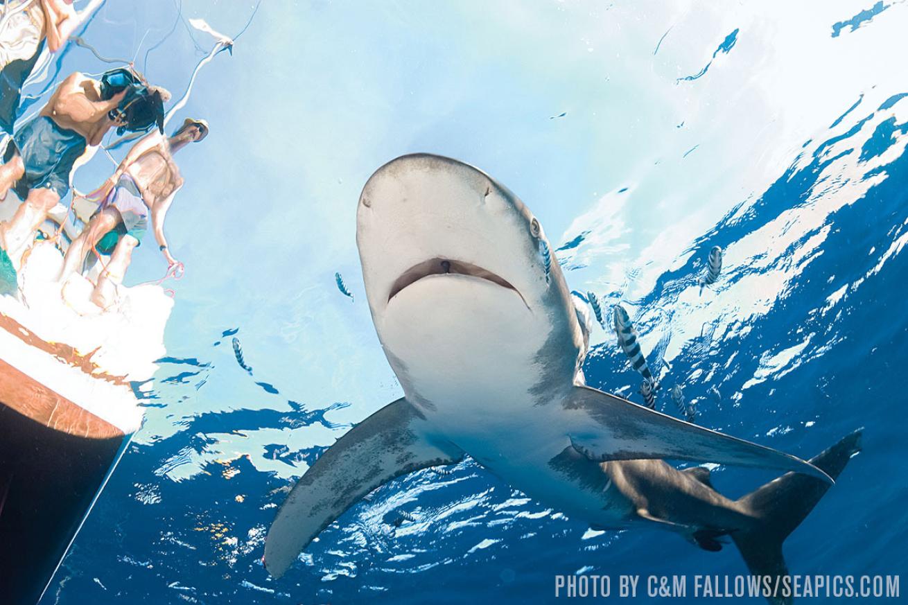 oceanic whitetip shark mozambique