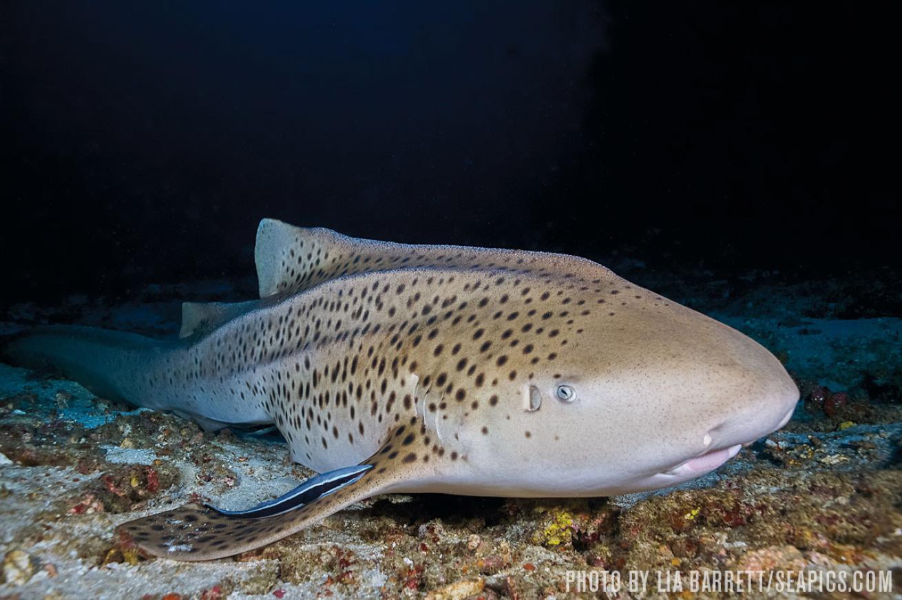 zebra shark thailand