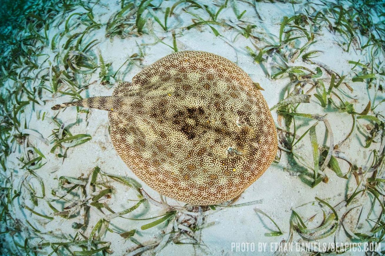 stingray belize