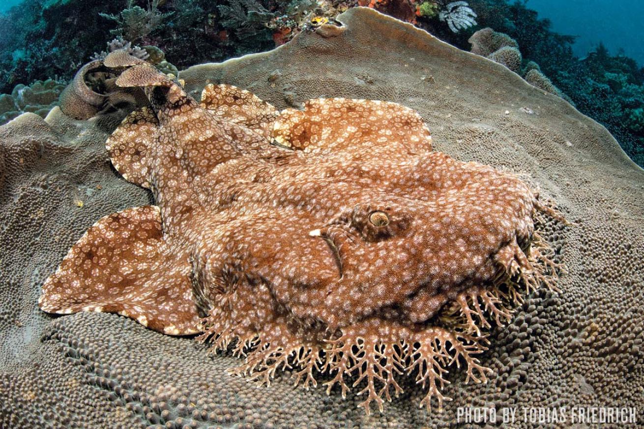wobbegong shark indonesia
