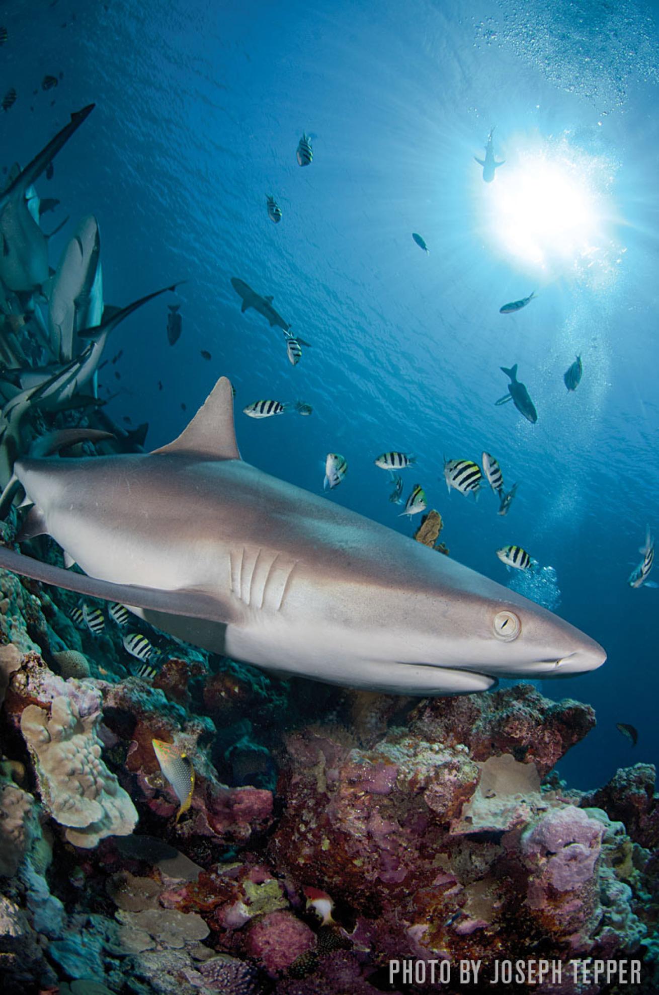 sharks ray yap