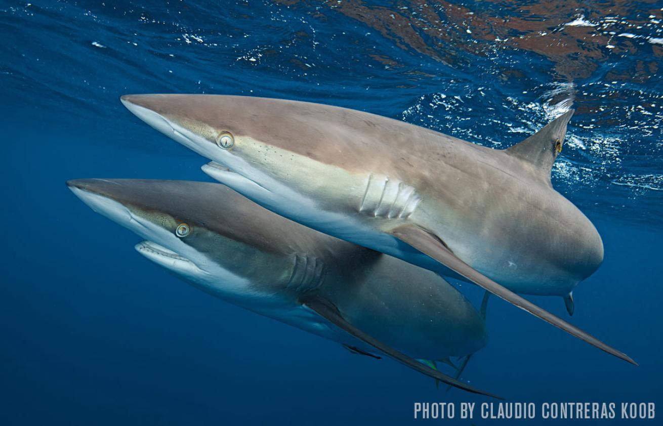 Cuba sharks